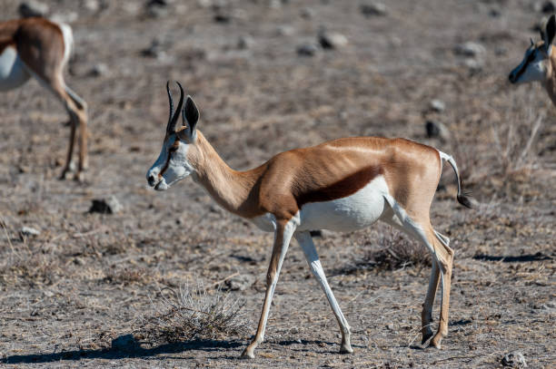 istock Impalas in Etosha National Park 1177360026