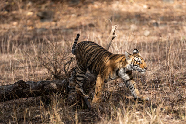istock Ranthambore Bengal Tiger Cub Playing on tree trunk in a beautiful light and chasing her mother at morning safari to the Ranthambore Tiger Reserve, Sawai Madhopur, India - panthera tigris 1177360108