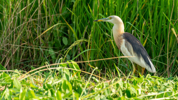 istock Javan Pond-Heron wading in paddy field looking into a distance 1177360130
