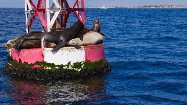 istock Newport Beach Harbor, California 1177360935