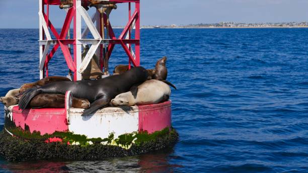 istock Newport Beach Harbor, California 1177360956