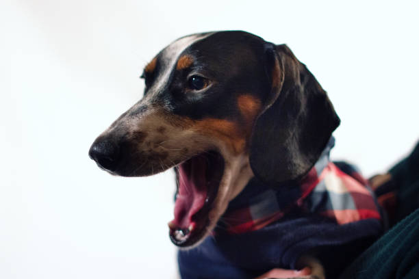 istock Dachshund Yawning on White Background 1177363503