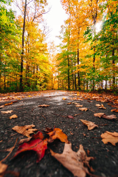 istock autumnal road in maine 1177363504