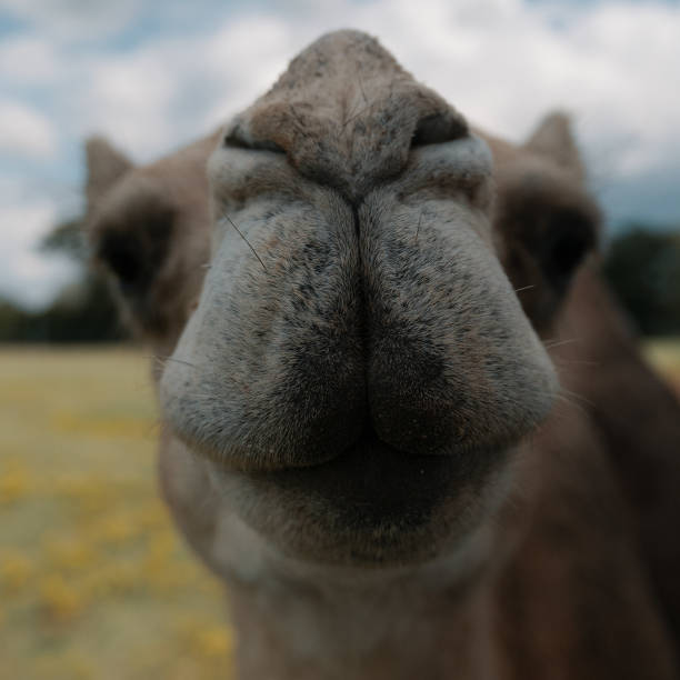 istock Close-up Shot of Camel Looking at Camera 1177363558