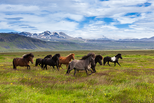 Icelandic horses running at the grass field, Iceland.