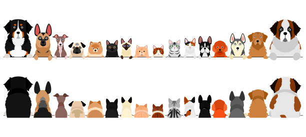 illustrations, cliparts, dessins animés et icônes de petits et grands chiens et chats bordure ensemble, haut du corps, avant et arrière - chien de salon