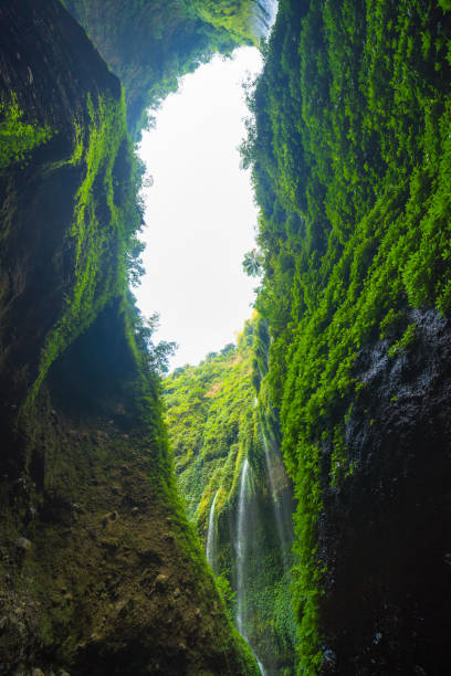 istock Madakaripura Waterfall in national park. The tallest waterfall in Java Island. Nature landscape background of travel trip and holidays vacation in Indonesia. Tourist attraction. 1177364019