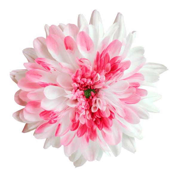 istock red gerbera flower, white isolated background with clipping path.   Closeup.  no shadows.  For design.  Nature. 1177364813