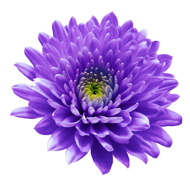 istock violet flower chrysanthemum. white   isolated background with clipping path. Closeup no shadows. For design. Nature. 1177364859