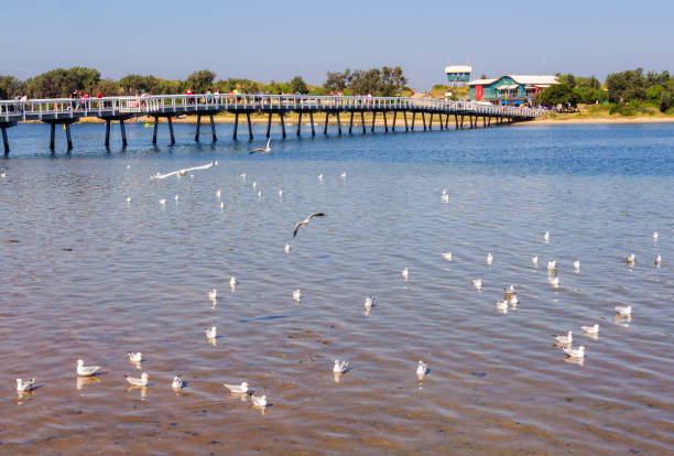 каннингем арм футбридж - озеро вход - australian seagull стоковые фото и изображения