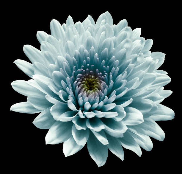 istock turquoise flower chrysanthemum. black   isolated background with clipping path. Closeup no shadows. For design. Nature. 1177365588