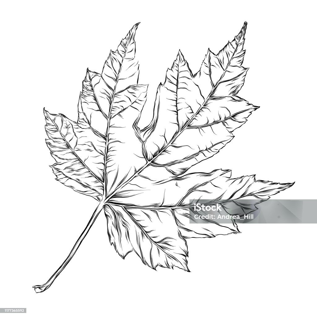 Bản Vẽ Mực Vector Lá Phong Hình minh họa Sẵn với - Tải xuống Hình hình ảnh Ngay  lúc này - Canada - Bắc Mỹ, Cây, Cây phong - Cây rụng lá - iStock