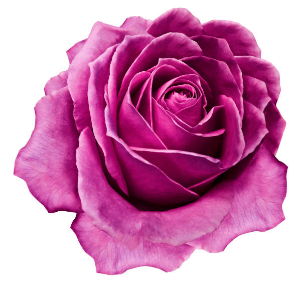 istock Rose  white-pink flower  on white isolated background with clipping path.  no shadows. Closeup.  Nature. 1177365712