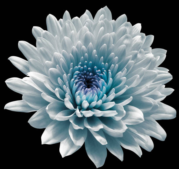 istock white-blue flowers  chrysanthemum. black isolated background with clipping path. Closeup no shadows. For design. Nature. 1177365786