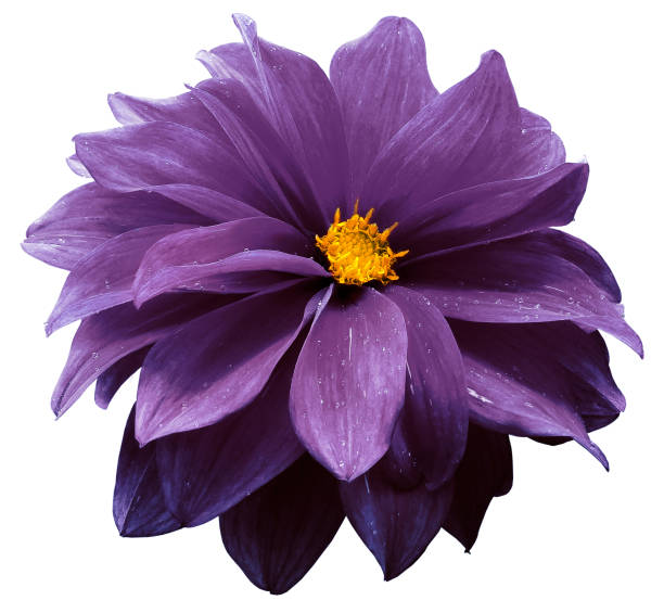 Surreal dark chrome  purple dahlia macro isolated on white