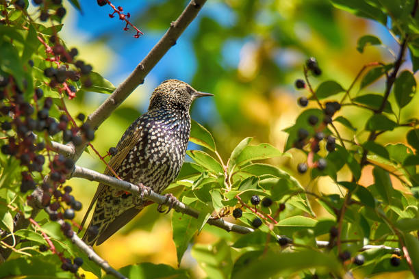 Beautiful bird the Common starling sitting on tree branch on green nature background