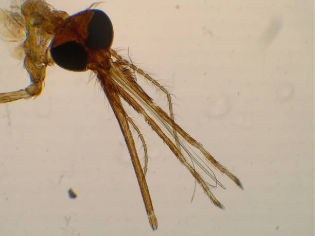 istock Head of Anopheles mosquito under the microscope. Anopheles gambiae, vector of malaria pathogen. 1177366635
