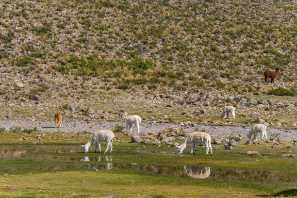 istock Alpacas are grazing on a field in Peru 1177368089