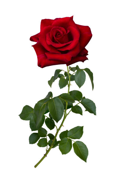 istock Fresh beautiful pink rose isolated on white background 1177368189