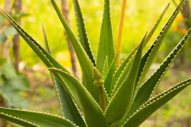 istock Aloe with a flower bud. Succulent Plant 1177369078