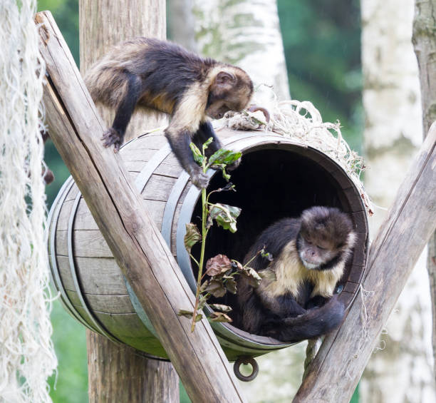 istock Golden-bellied Capuchin Cebus xanthosternos sitting in a barrel 1177370762