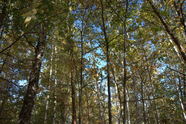 istock A look at the clear blue sky through the trunks and branches of trees. 1177370912