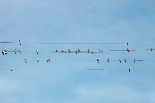 istock Flock of birds sits on wires 1177370924