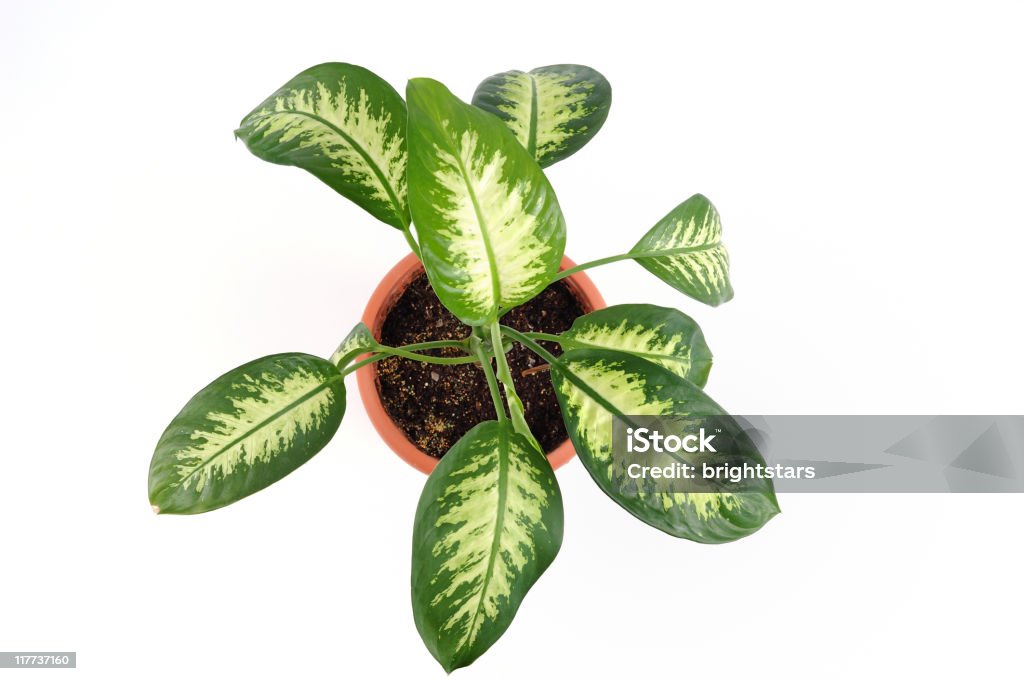 Isolated potted plant  High Angle View Stock Photo