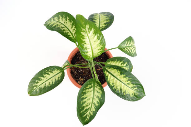 Isolated potted plant stock photo