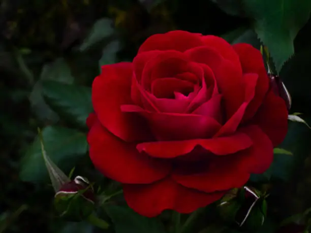 Photo of Dark Red rose are blossing in garden