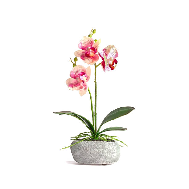 Decorative pink and white orchid in stone vase isolated on white background. Decorative pink and white orchid in stone vase isolated on white background. potted orchid stock pictures, royalty-free photos & images