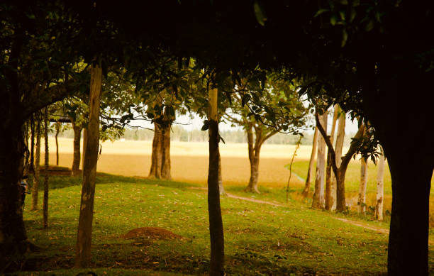 istock Beautiful trees and grasses around an urban area 1177373236