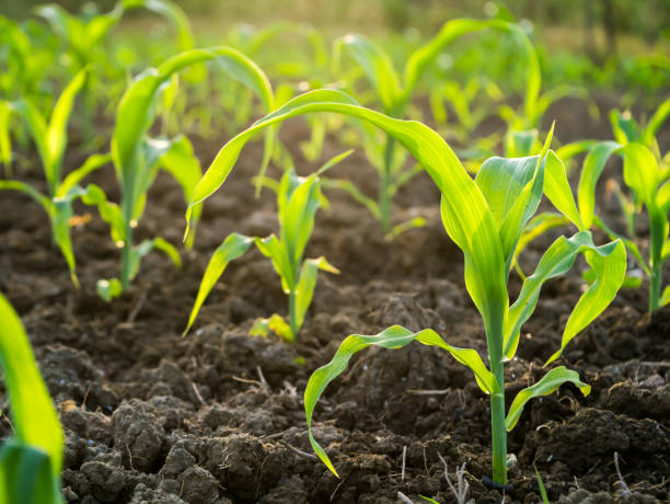 istock Young corn plants in agricultural plots 1177373562