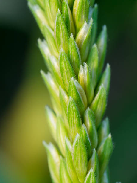 istock Close up pollen of corn flower 1177374088
