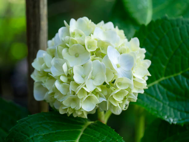 istock Close up of Hydrengea flower. 1177374102