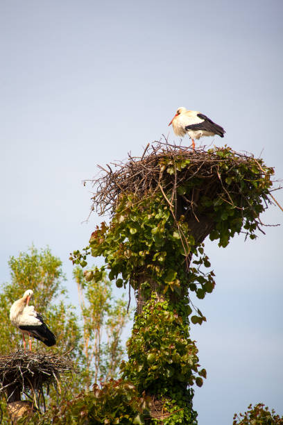 istock Two storks are sitting in the nest 1177374202