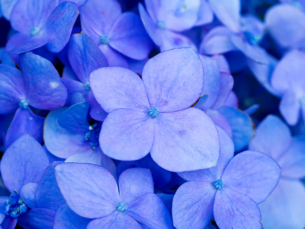istock Close up Blue Hydrengea flower. 1177374335
