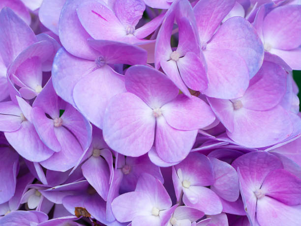 istock Close up violet Hydrengea flower. 1177374366