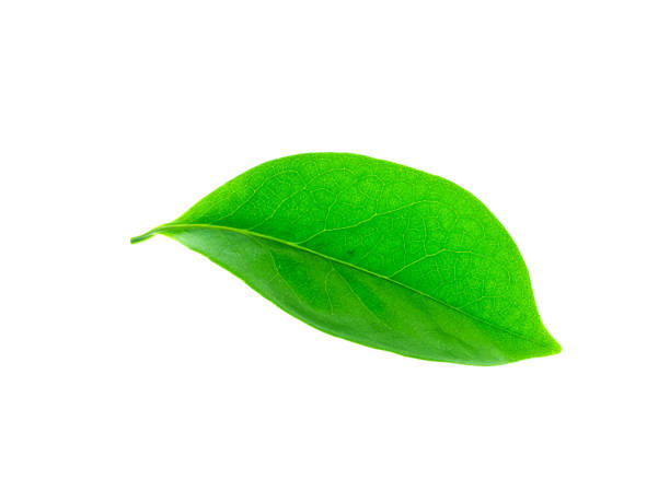 istock Close up of Bhandari leaves (Artabotrys siamensis) 1177374373