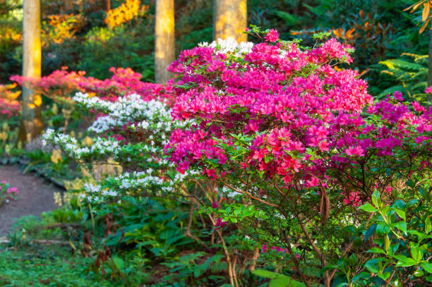 istock A botanical garden at dawn with beautiful azaleas 1177375536