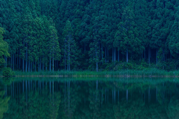 istock Quiet lake in the forest before sunrise 1177375653