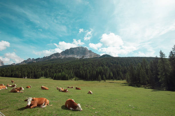 Cow Herd in Nature at Alps