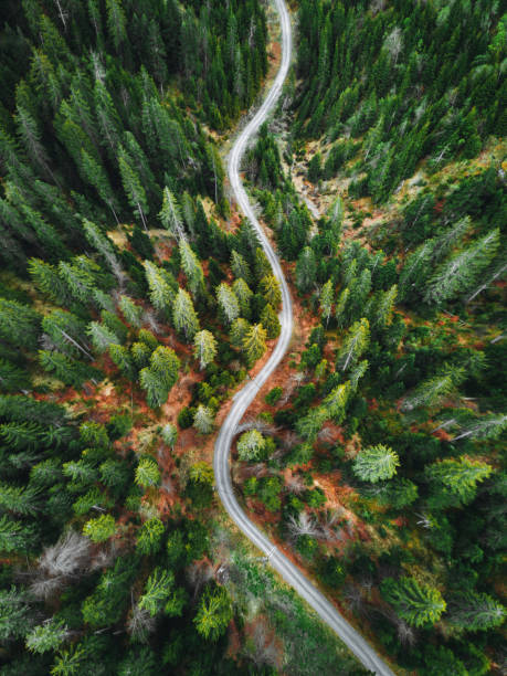istock green forest in switzerland 1177376904