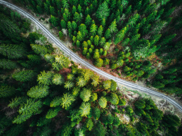 istock green forest in switzerland 1177376942