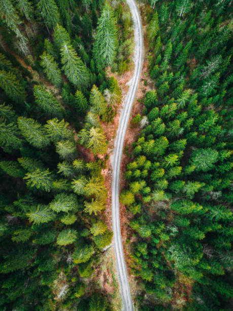 istock green forest in switzerland 1177376968