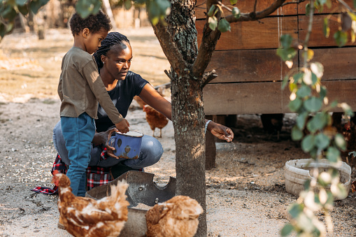 Cute little boy helping his mother on chicken farm, feeding chicken.