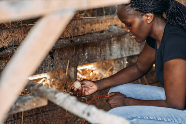 istock Female Farmer Collecting Organic Eggs 1177379134