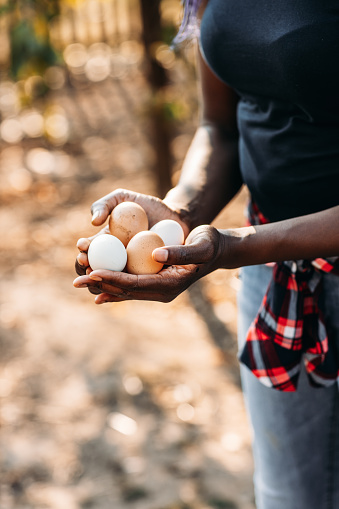 Female farmer collecting organic eggs on her free range chicken farm