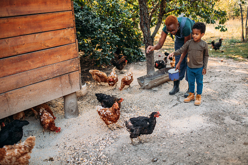 Cute little boy helping his mother on chicken farm, feeding chicken.