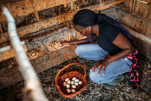 istock Female Farmer Collecting Organic Eggs 1177379330